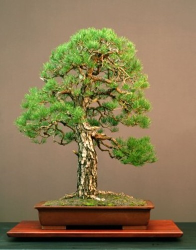 Pinus sylvestris - , (scots