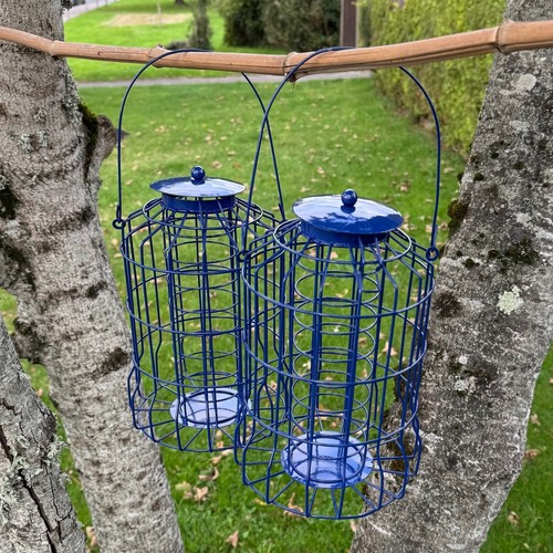 Hanging squirrel proof - squirrel, suet