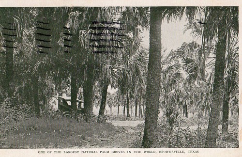 One the largest palm groves - of,