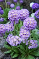 5  PRIMULA DENTICULATA