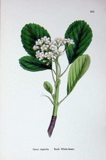 Original Old Antique Print Botany Plants C1902 Rock White Beam Pyrus Rupicola