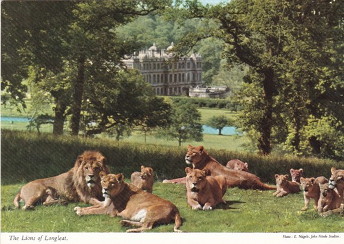 Lions longleat wiltshire - of,