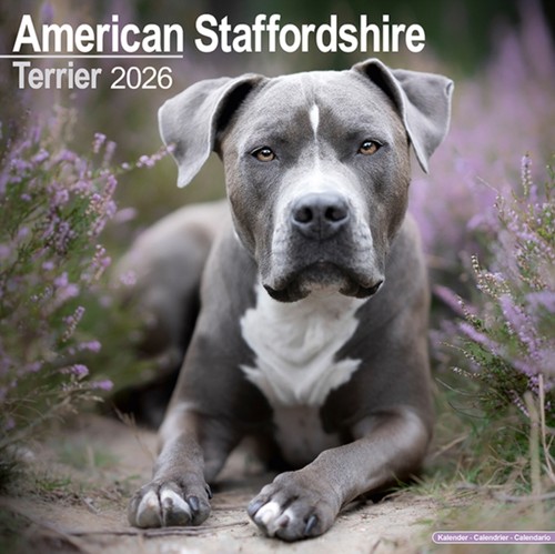 American staffordshire terrier - staffordshire,