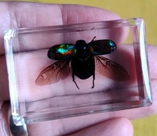 Real FLYING BEETLE Bug Insect Preserved in Resin Paperweight Animal Taxidermy