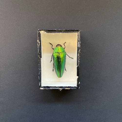 1920s jewel beetle sternocera - 1920s,