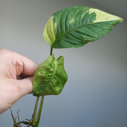 Rare monstera obliqua - monstera, 'muyuna'