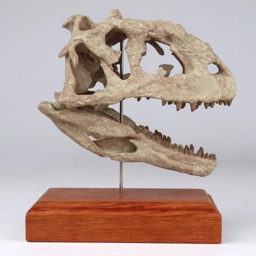 Majungasaurus skull skeleton - skull,