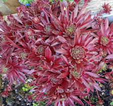 5+ Sempervivum houseleek
