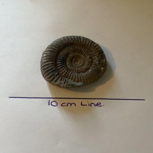 Beautiful ammonite fossil - beautiful,