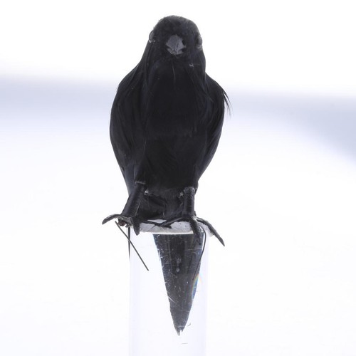 Fake artificial crow bird - fake,