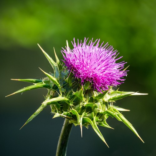 Milk thistle silybum - milk,