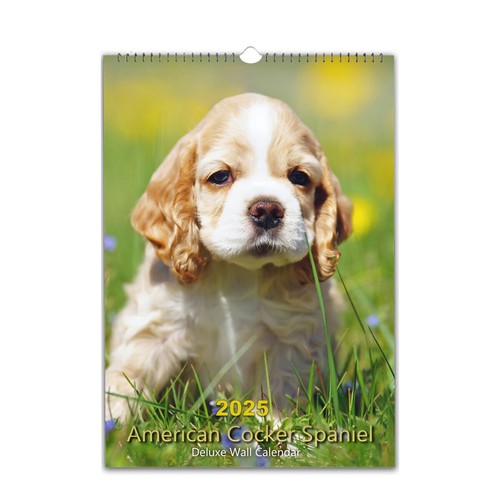 American cocker spaniel - american,