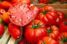 TOMATO -BURLESQUE - 20 SEEDS