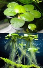 Frogbit Floating Plant for Pond, Cold Water  and tropical Aquarium Pack of 2