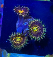 Rainbow Incinerator Zoa Zoanthid Frag Coral