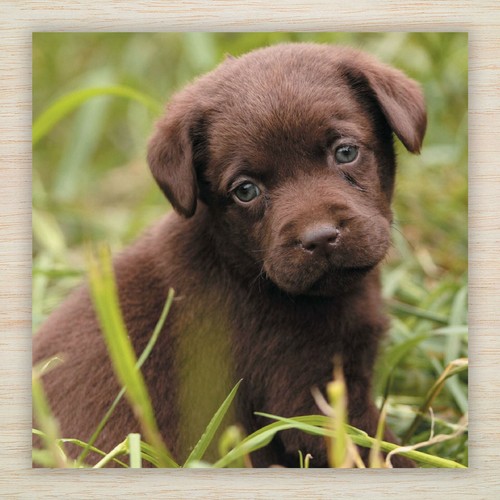 Chocolate labrador birthday - chocolate,