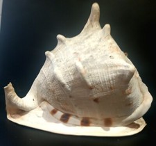 SEA SHELL GIANT  HELMET CONCH SHELL 11" X 9"