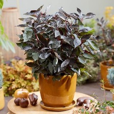 Dogwood Nightfall, Cornus Shrub in 9cm Pot, Red Winter Stems, Autumn Colour