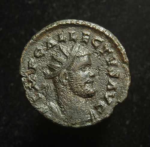 Allectus quinarius - allectus, bi