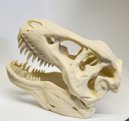 Rex skull tyrannosaurus - , (tyrannosaurus