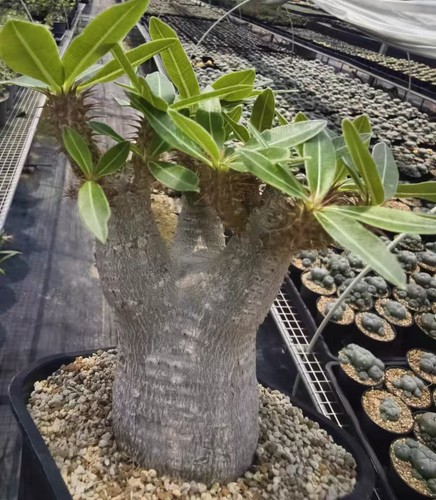 Pachypodium makayense wysiwyg - pachypodium,