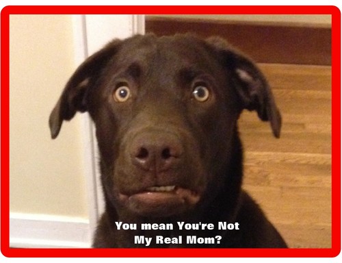 Funny chocolate labrador - funny,