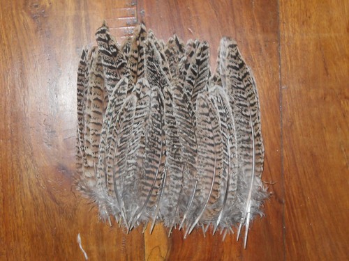 Hen pheasant tail - hen, feathers