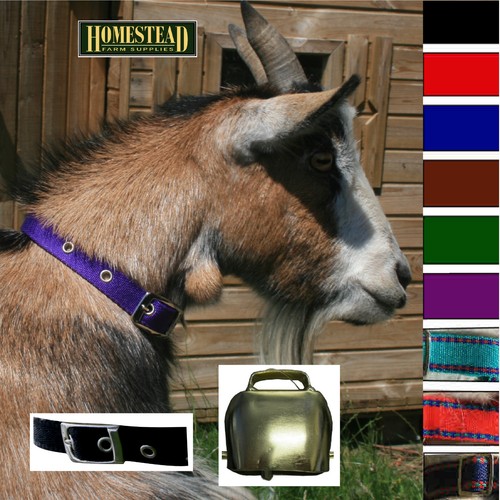 Traditional goat collar - goat, buckle