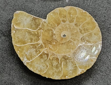 Ammonite Fossil cut in half