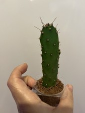 Opuntia Monacantha Dropping