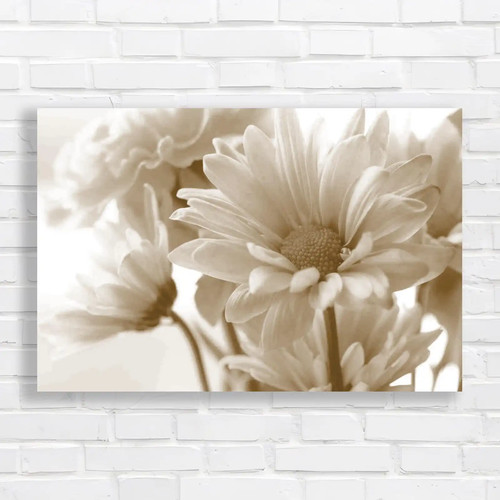 Soft tone daisy flower - daisy, bouquet