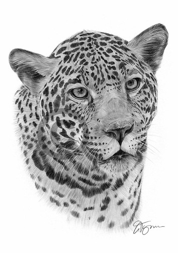Big cat jaguar pencil drawing - cat,