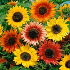 30 UK Coloured Giant Sunflower Seeds to Plant & Grow Pastel Colourful Flowers
