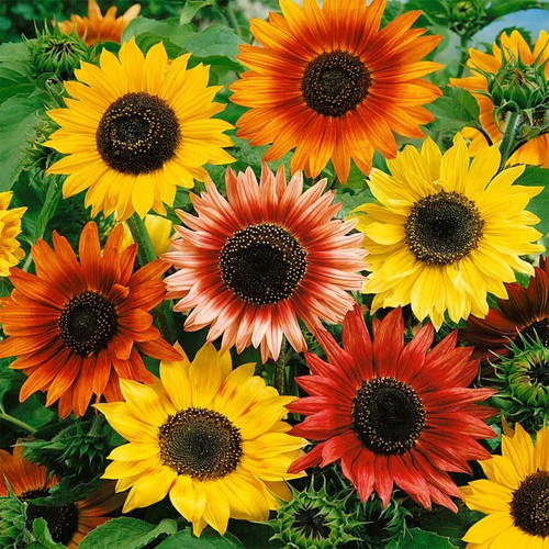 Coloured giant sunflower - uk,