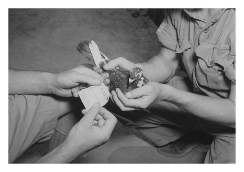 Homing pigeon message - pigeon,