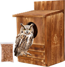 Premium Pine Barn Owls Nesting