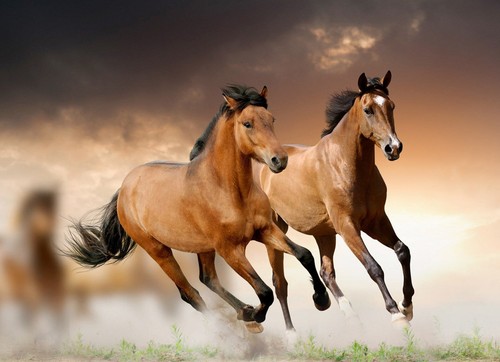62710 horses running wall - 62710,