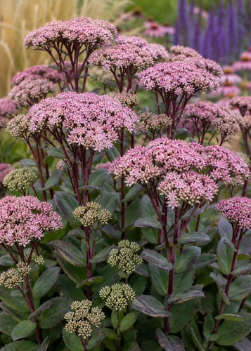Sedum matrona hardy - 2x,