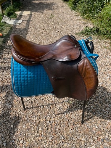 Jeffries falcon english - falcon,
