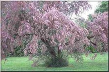 Tamarix ramosissima Pink
