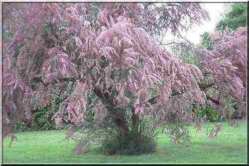Tamarix ramosissima pink - tamarix,