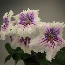 Streptocarpus DEM-Medusa-Plug