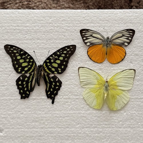 Entomology butterfly specimen - butterfly,