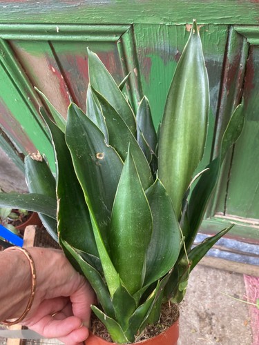 Large sansevieria cream edge - cream,