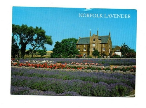Norfolk lavender heacham - at,