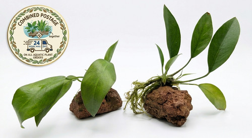 Anubias congensis lava rock - anubias,