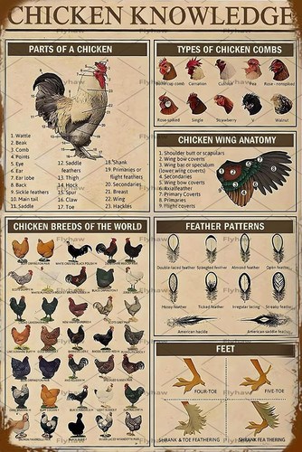 Chicken knowledge - chicken,