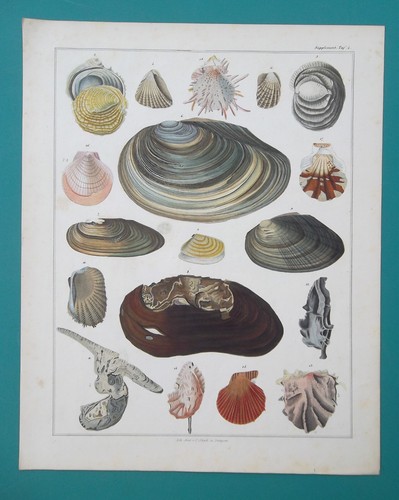 Mollusks shells oyster - oyster, clam