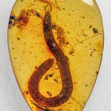 MILLIPEDE in Burmese / Burmite
