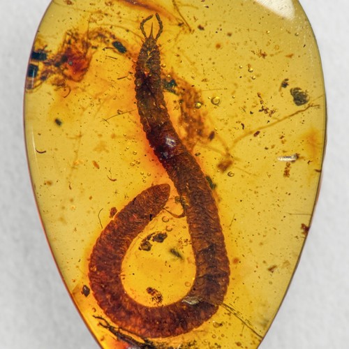 Millipede burmese burmite - millipede,